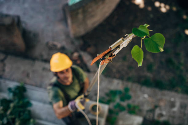 Professional Tree Removal in Moyock, NC