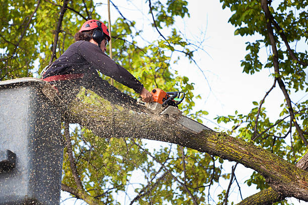 Best Emergency Tree Removal  in Moyock, NC