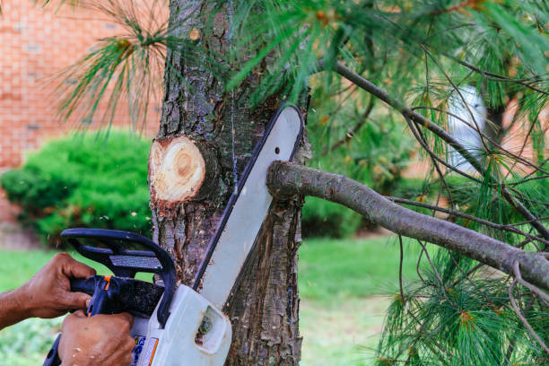 How Our Tree Care Process Works  in  Moyock, NC